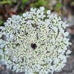 Daucus muricatus Fula