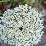 Daucus muricatus Λουλούδι