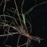 Themeda hookeri Habit