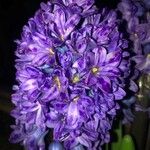 Hyacinthus orientalisFlower