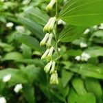 Polygonatum multiflorumFlor