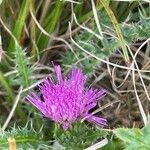 Cirsium acaule Květ