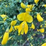 Cytisus scoparius花