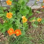 Geum coccineum Kvet