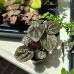 Peperomia caperataLeaf