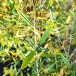 Hypericum kalmianum Folha