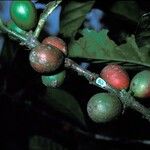 Coffea liberica Fruit