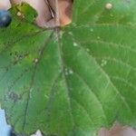 Vitis vulpina 葉