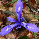 Iris macrosiphon Blomma