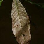 Quiina guianensis Yaprak
