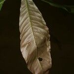 Quiina guianensis Leaf