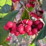 Cotoneaster salicifolius Fruit