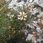 Astragalus australis Blüte