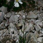 Achillea oxyloba Hábito