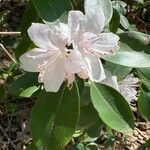 Rhododendron minus 花