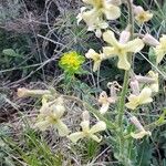 Hesperis laciniata Blomst