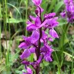 Orchis mascula Blüte