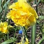 Narcissus spp. Květ