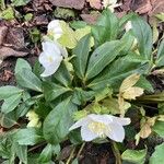 Helleborus niger Blad