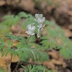 Dicentra canadensis ശീലം
