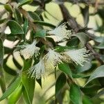 Melaleuca styphelioides