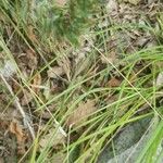 Carex distachya Bloem