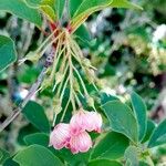 Enkianthus campanulatus 花