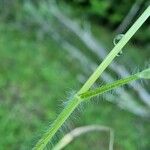 Trisetum flavescens Leaf