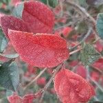 Cotoneaster zabelii ഇല