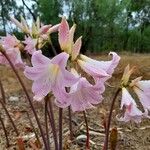 Amaryllis belladonna Kvet