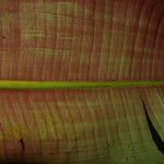 Heliconia reticulata Fruto