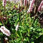 Polygonum cognatum Folha