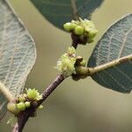 Bridelia cathartica Flor