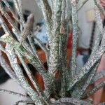 Euphorbia platyclada Hoja