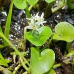Heteranthera reniformis Fula