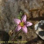 Rhodalsine geniculata Květ