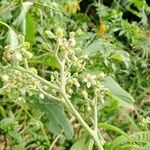 Solanum umbellatum Flower