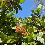 Viburnum suspensum Fruit