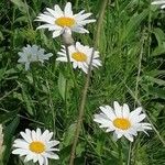 Leucanthemum heterophyllum 花