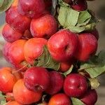 Malus sylvestris Fruit