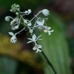 Calanthe triplicata फूल