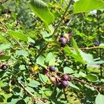 Amelanchier alnifolia Fruit