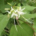 Bauhinia lunarioides Blüte