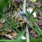 Epipactis microphylla 花