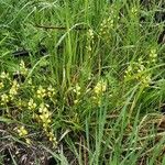 Polygala flavescens Habitat