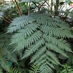 Dicksonia antarctica 葉