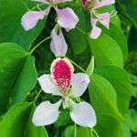 Bauhinia monandra Blüte