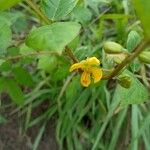 Senna occidentalis Цветок