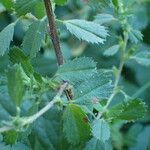 Ononis spinosa Leaf