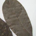 Annona foetida Otro